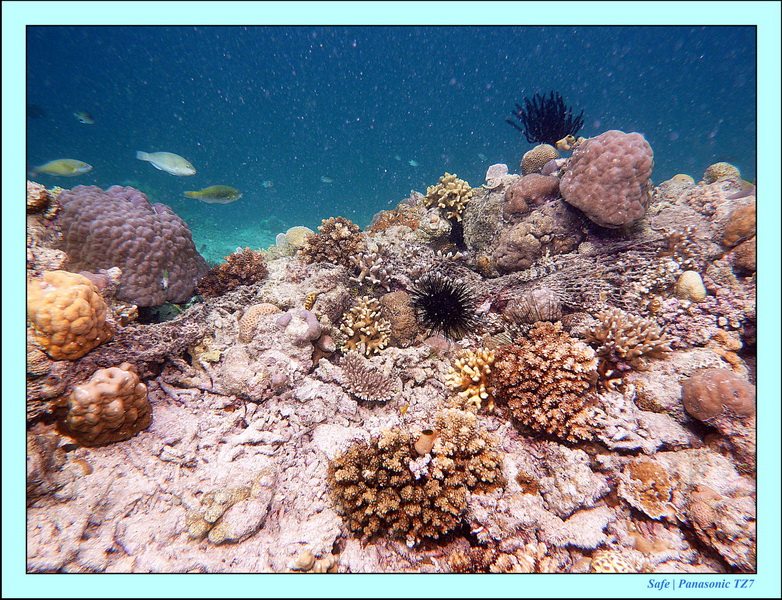 2011 - 08 - Bohey Dulang Island 12